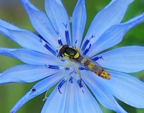 Sphaerophoria scripta
